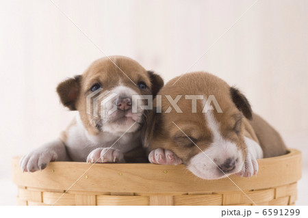 かわいい子犬 6591299