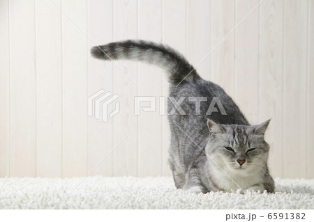 CATS 6591382