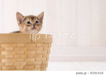 かわいい子猫 6591420