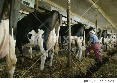 北海道・酪農・農業風景 6591524
