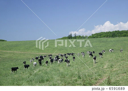 北海道・酪農・農業風景 6591689