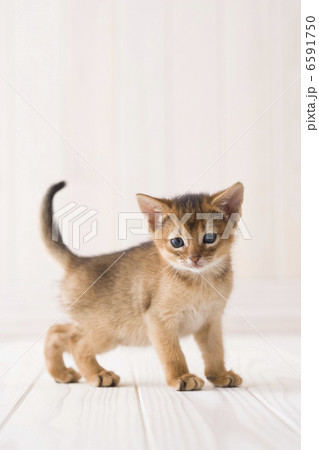 かわいい子猫 6591750