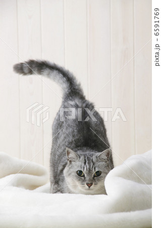 CATS 6591769
