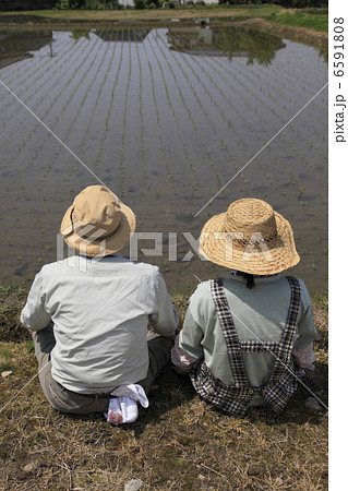米作り 米作り 6591808