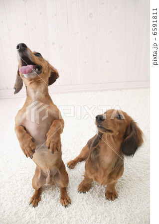 DOGS 生活編 6591811