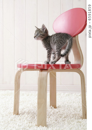 CATS CATS 6591859