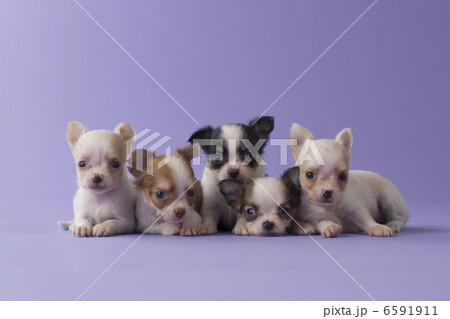 集まれ！子犬と子猫 6591911