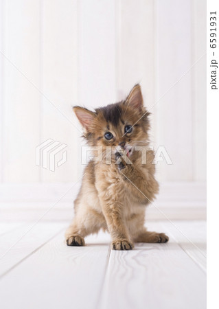 かわいい子猫 かわいい子猫 6591931