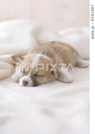 かわいい子犬 6591987