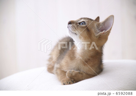 CATS 6592088