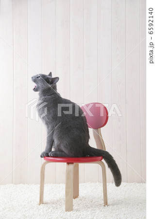 CATS CATS 6592140