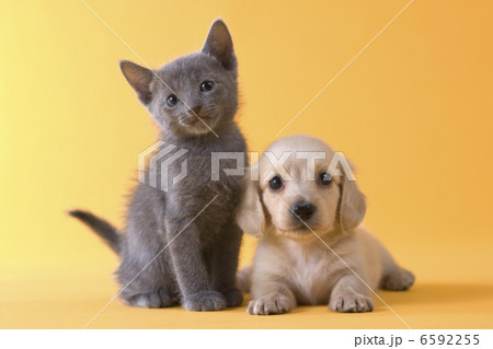 集まれ！子犬と子猫 6592255