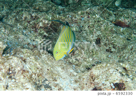 海と魚と珊瑚礁 6592330