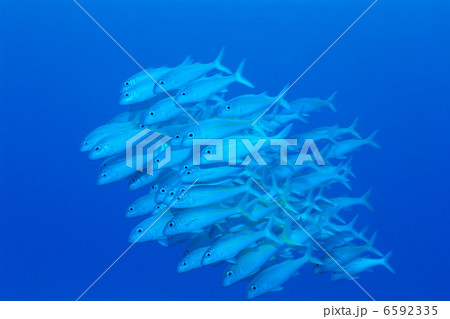 海中世界 海中世界 6592335