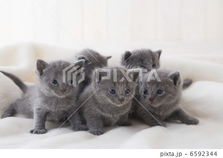 かわいい子猫 かわいい子猫 6592344