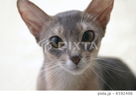 CATS 6592406