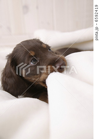 DOGS 生活編 6592419