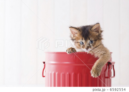 かわいい子猫 6592554