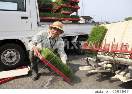 米作り 6592647