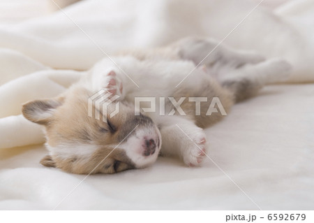 かわいい子犬 6592679