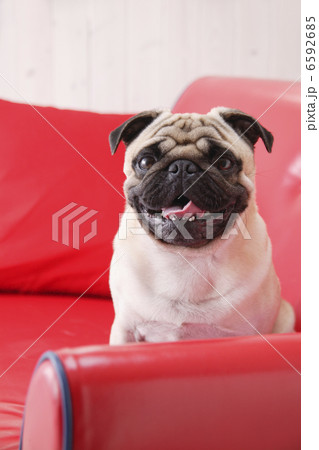 DOGS 生活編 DOGS 生活編 6592685