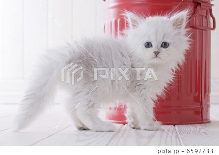 かわいい子猫 6592733