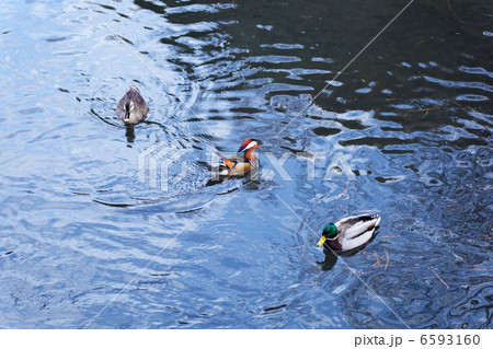 明治神宮の森の池の渡り鳥・オシドリとマガモ 明治神宮の森の池の渡り鳥・オシドリとマガモ 6593160