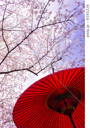桜と野だて傘 桜と野だて傘 6593226