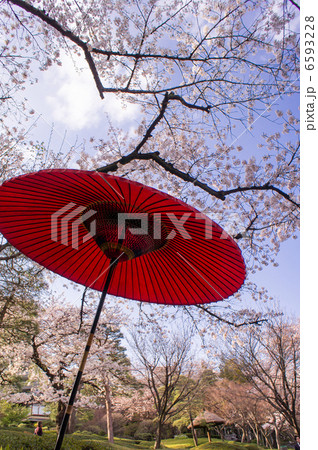 桜と野だて傘 桜と野だて傘 6593228