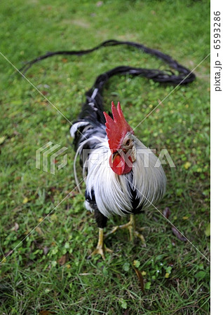 尾長鶏の写真素材
