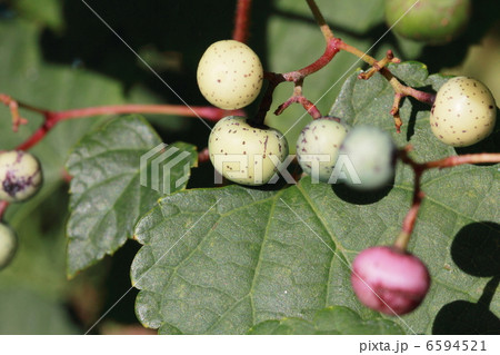 ノブドウ 6594521