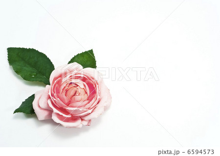バラ一輪 6594573