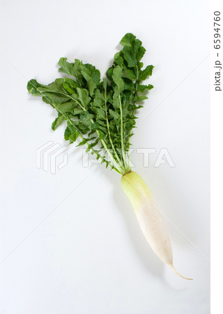 大根 大根 6594760