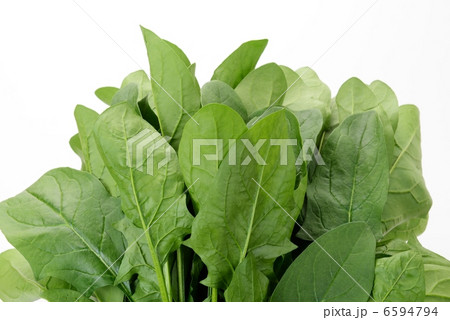 ほうれん草 ほうれん草 6594794