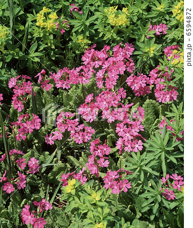 サクラソウ サクラソウ 6594872