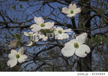 ハナミズキ ハナミズキ 6594884