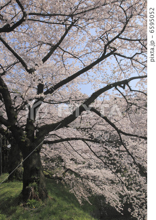 田安門付近の桜 6595052