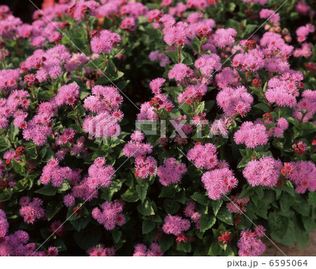 アゲラタム 6595064