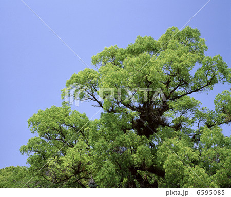 新緑のクスノキ 6595085