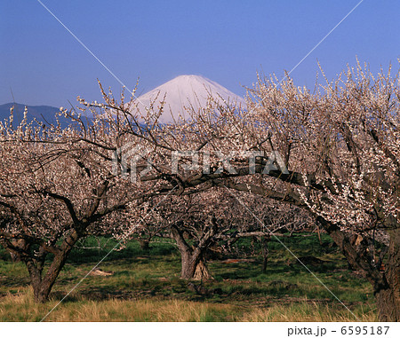 曽我梅林と富士山 6595187