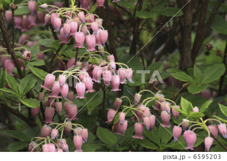 ウラジロヨウラク 6595203