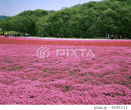 芝ざくら公園 芝ざくら公園 6595211
