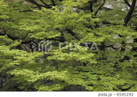 新緑のいろはもみじ 6595292