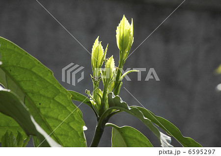 アオキの新芽 アオキの新芽 6595297
