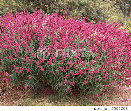 アメジストセージ アメジストセージ 6595298