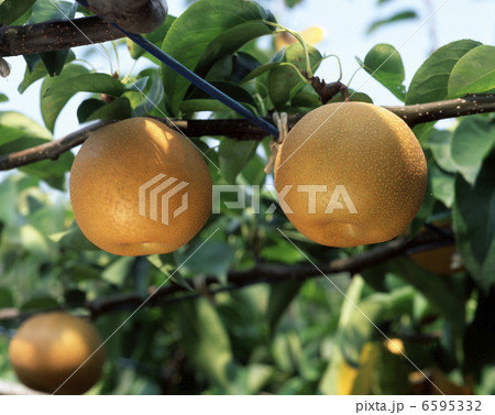 梨(豊水) 梨(豊水) 6595332