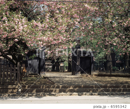 八重桜 6595342