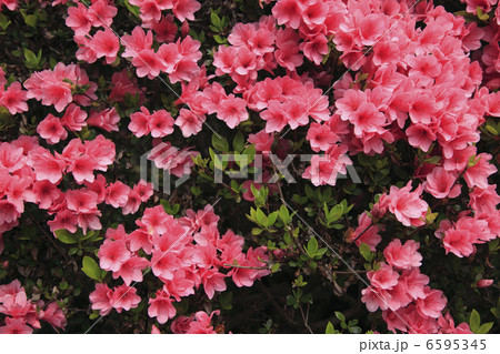 つつじ つつじ 6595345