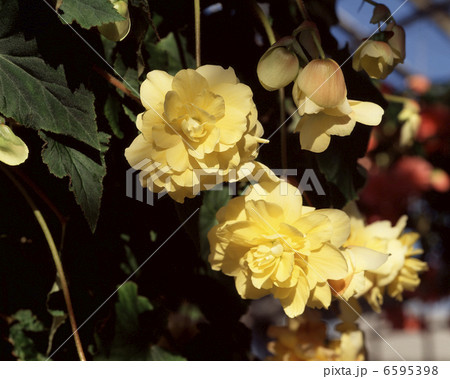 球根ベコニア（イエロースウィーティー） 6595398