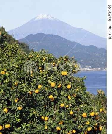 富士山とミカン 富士山とミカン 6595434